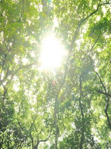 Zelena gozdna krošnja, polna sončne svetlobe.
