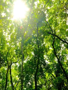 Canopée d’une forêt verte baignée de soleil.