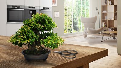 Ένα φυτό bonsai και ένα μαύρο ψαλίδι πάνω σε ένα ξύλινο τραπέζι μιας ανοιχτής κουζίνας.