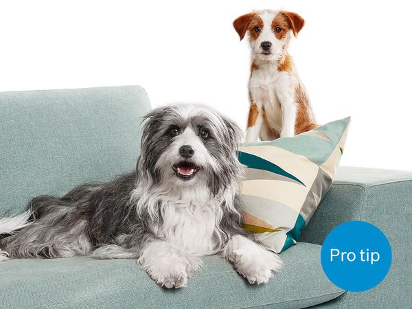 Un cane di grossa taglia è sdraiato sul divano, con dietro un cane di taglia piccola, seduto.