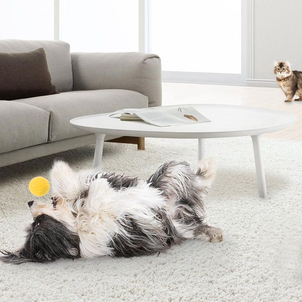 A long-haired dog lies on his back on a carpet and plays with a yellow ball. 