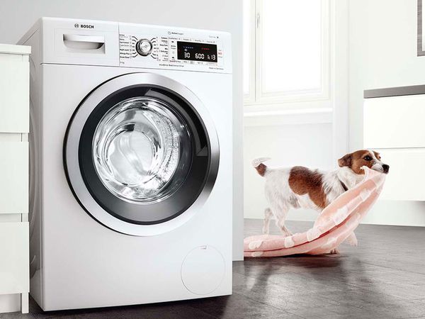 Jack Russell Terrier, amely egy elöltöltős mosógép felé megy, egy rózsaszín takaróval a szájában