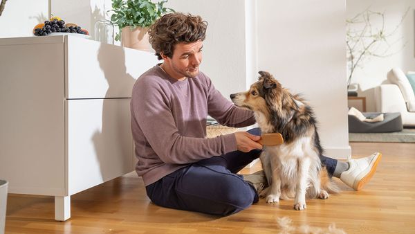 A man is sitting on the floor brushing the fur of a dog with a brush