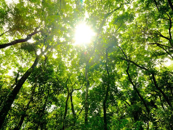 A worm's eye view of a green forest canopy filled with sunlight.