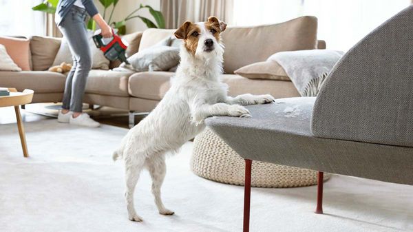 Ein Hund steht mit seinen Vorderpfoten auf dem Sessel, eine Frau saugt im Hintergrund das Sofa ab.