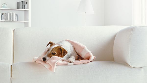 En liten hund pakket inn i et teppe slapper av på en sofa.