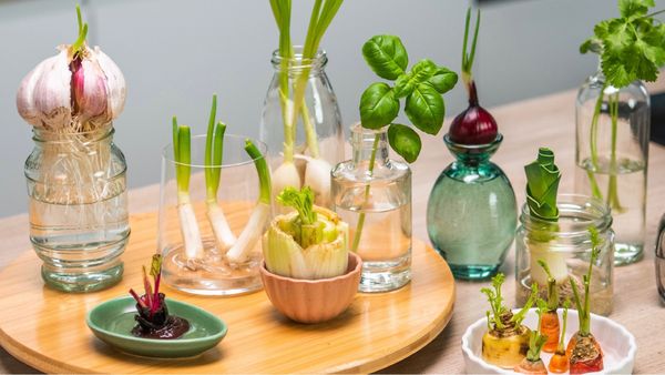 Auf einem Tisch stehen verschiedene Gemüsesorten in einem Glas oder einer Schale mit Wasser, um sie mittels Regrowing nachwachsen zu lassen.