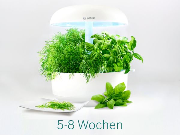 Samenkapseln für mittelschnell wachsende Pflanzen