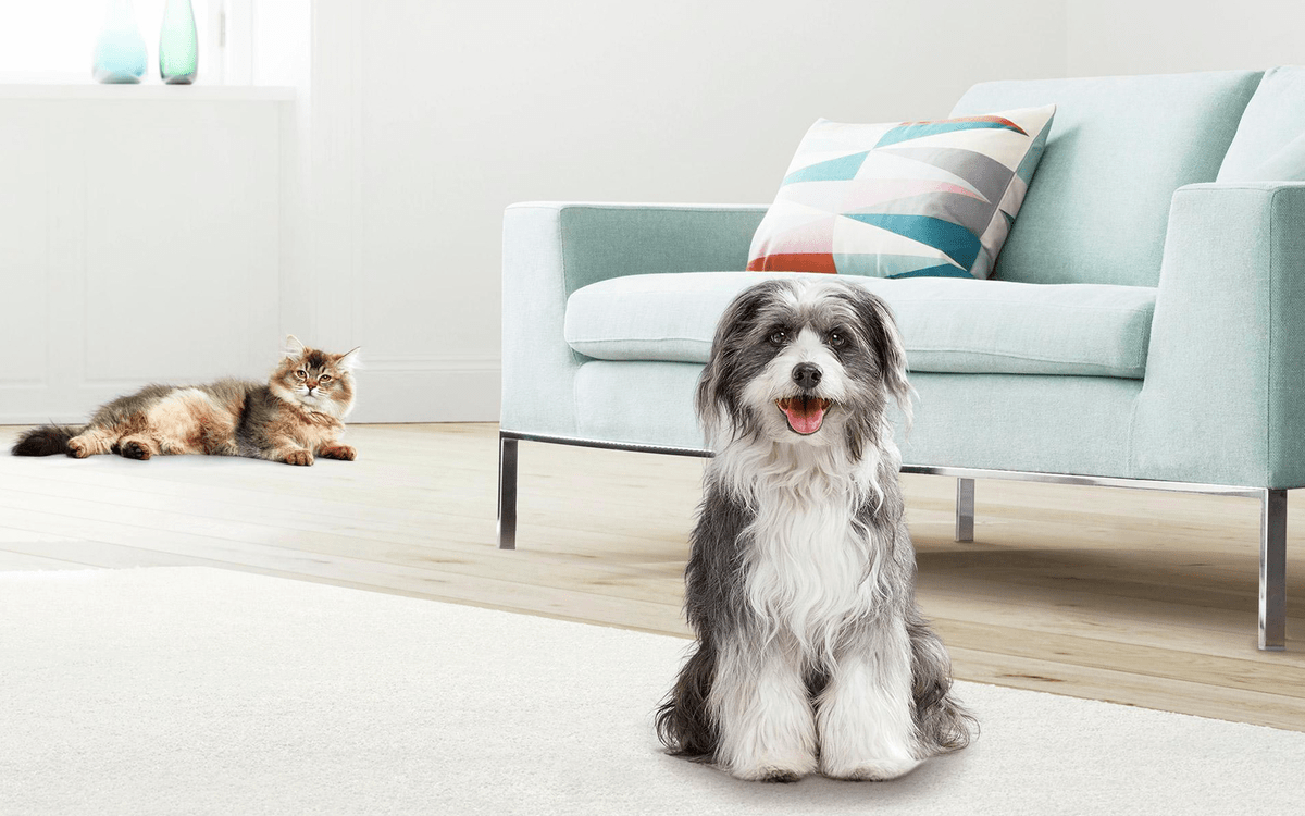 Aspiradora para mascotas: así funciona la línea Unlimited Pet de Bosch para  los Pet Lovers – FayerWayer