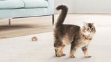 Eine Katze steht auf einem Teppich, der mit dem Bosch ProAnimal Akku-Staubsauger gereinigt wurde.