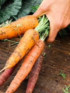 A hand holds a bunch of fresh carrots by their stalks.