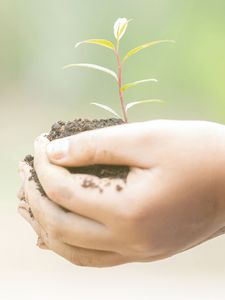 Hand holding a seedling in soil.