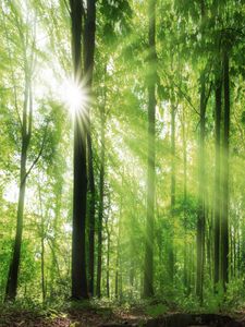 Pe&ccedil;as de reposi&ccedil;&atilde;o ecol&oacute;gicas para aspiradores Bosch.