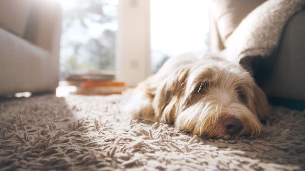 A long-haired dog lies on a carpet, the sun shines through the window.