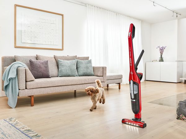 A cordless vacuum for pet hair sucks dog hair from a carpet next to a dog.