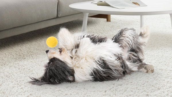 A long-haired dog lies on his back on a carpet and plays with a yellow ball.