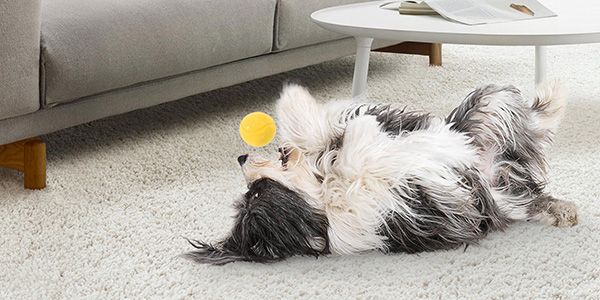 En långhårig hund ligger på rygg på en matta och leker med en gul boll.