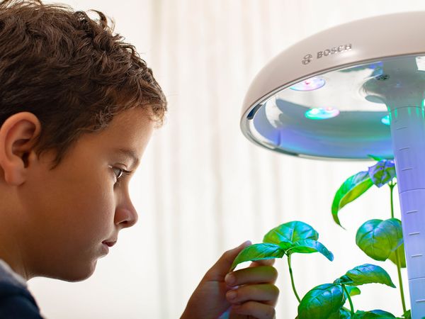Ein Kind untersucht das Basilikum in einem Bosch SmartGrow Indoor-Garten