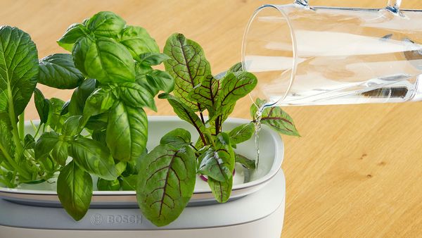 Indoor-Garten anlegen: ein Erfahrungsbericht | Bosch