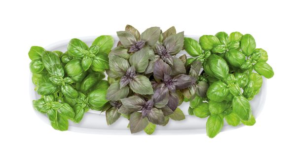Bosch SmartGrow Life indoor gardening: freshness of homegrown flavours