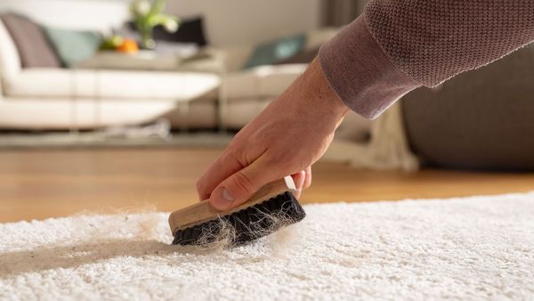 Animal hair is removed from a white carpet with a brush