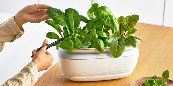 Person cutting leaves from basil growing in a SmartGrow indoor gardening system.