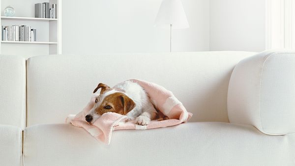 Câine mic ghemuit într-o pătură roz confortabilă pe canapea, dormind.