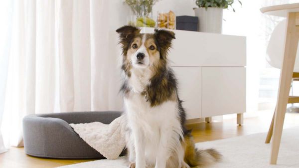 Ein Hund sitzt vor seinem Körbchen auf dem weißen Teppich eines modernen Wohnraums und schaut in die Kamera.