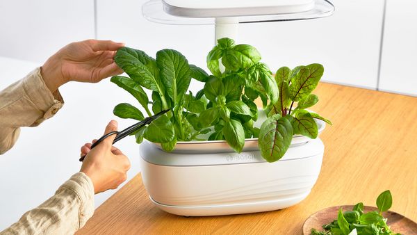 Bosch Reparatur Smart Indoor Gardening.