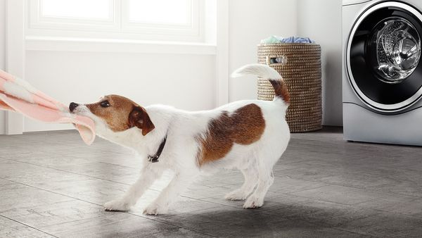 In einem hell beleuchteten Raum zerrt ein Hund an einem orangefarbenen Handtuch, im Hintergrund eine Waschmaschine und ein voller Wäschekorb.