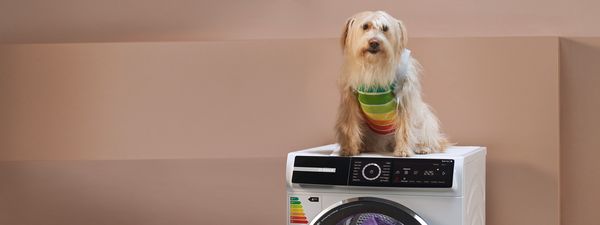 Een hond met een vest met energieverbruikskleuren zit bovenop een wasmachine.