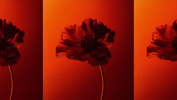 Red poppy flowers photographed with a red filter applied