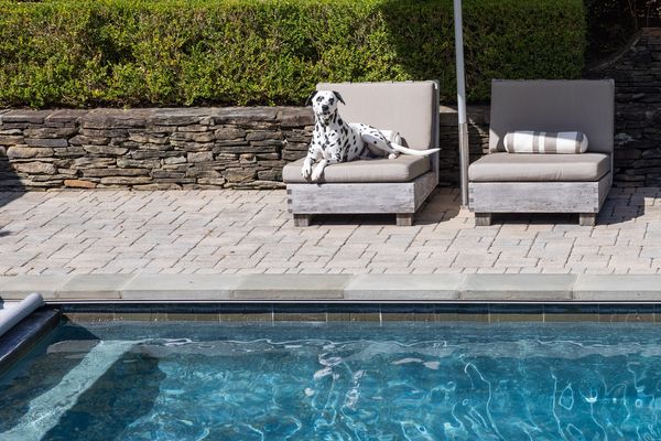 A large spotted dog sits on a sun lounger by the pool