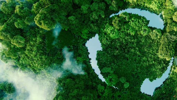 Overhead view of trees in forest and water