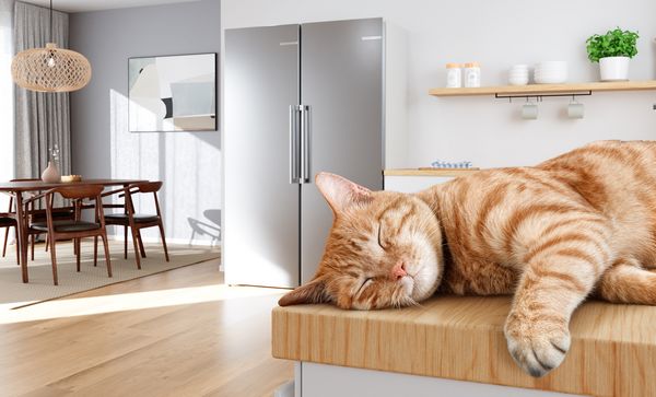 На преден план котка спи спокойно върху дървен кухненски плот в светъл, модерен дом. Хладилник и фризер с единични врати на заден план.