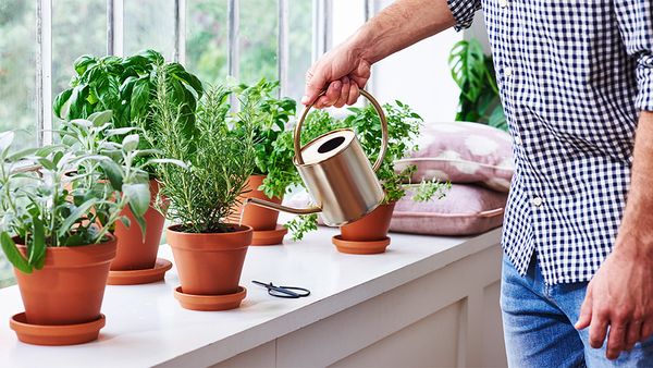Ein Mann gie&szlig;t selbst angebaute Kr&auml;uter in Tont&ouml;pfen auf einer Fensterbank mit einer Gie&szlig;kanne.