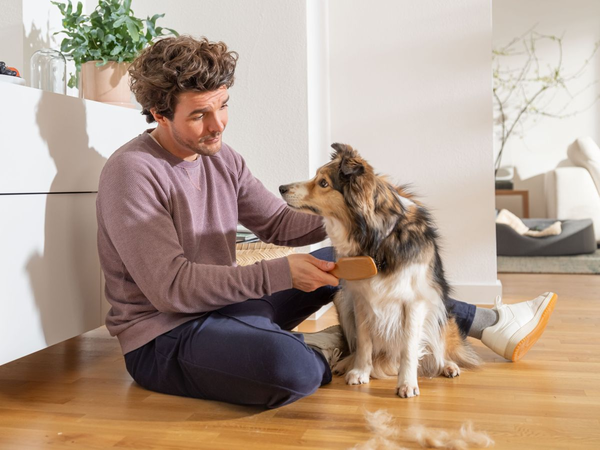 Mann b&uuml;rstet seinen Hund im Wohnzimmer, w&auml;hrend lose Hundehaare auf dem Boden liegen &ndash; Alltagssituation in einem Haushalt mit Haustieren und Hundehaaren.