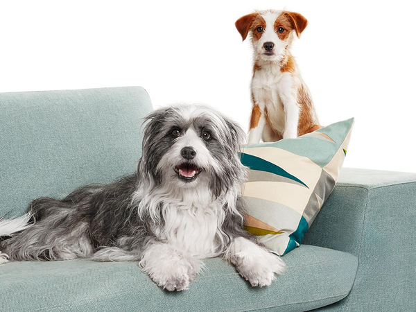 Zwei Hunde sitzen auf einem Sofa.