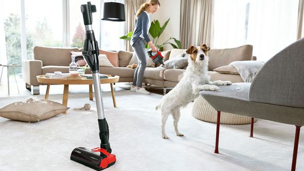 Ein Kabelloser Staubsauger von Bosch steht auf hellem Teppich in einem Wohnzimmer mit Sofa und Tisch im Hintergrund. Ein Hund steht mit den Vorderpfoten auf dem Sofa und eine Frau saugt das Sofa ab.