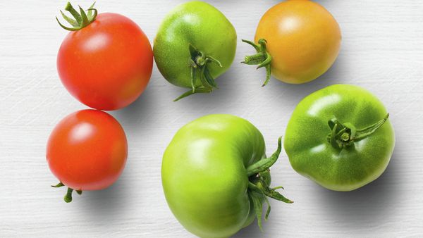 Different coloured tomatos