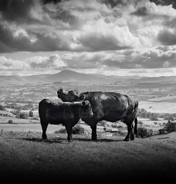 פרות מגזע Kerry‏, Hinterwälder-Rind ו-Welsh Black
