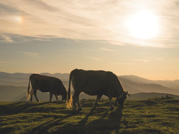 פרות רועות באחו