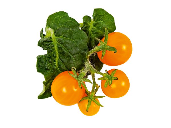 Légumes-fruits