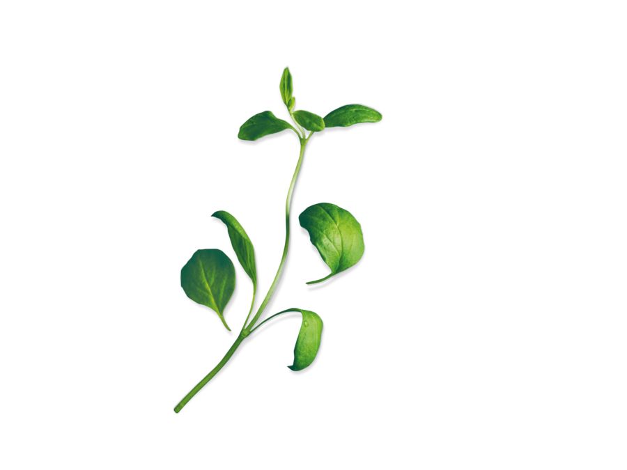 MSGZH010 Seed capsules, Marjoram BOSCH BE