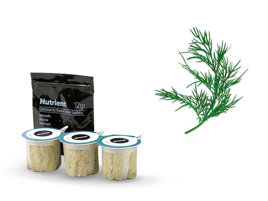 MSGZH021 Seed capsules, Dill BOSCH BE