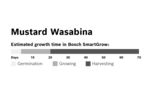 Samenkapseln, Brauner Senf Wasabina MSGZS013 MSGZS013-3