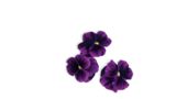 Violeta púrpura MSGZF002 MSGZF002-2