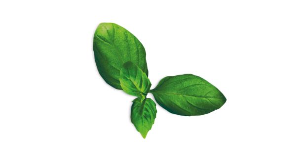 Manjericão picante MSGZH017 MSGZH017-2