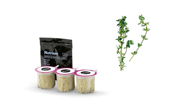 Tomilho MSGZH016 MSGZH016-1