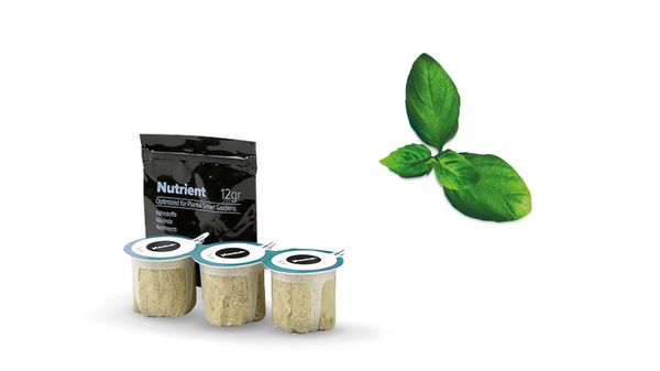 Manjericão picante MSGZH017 MSGZH017-1